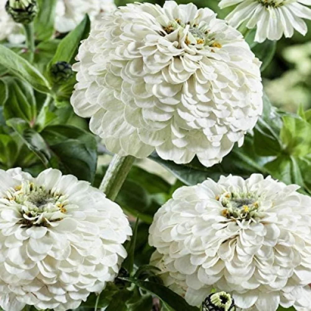 Tsinnia 'Polar Bear'