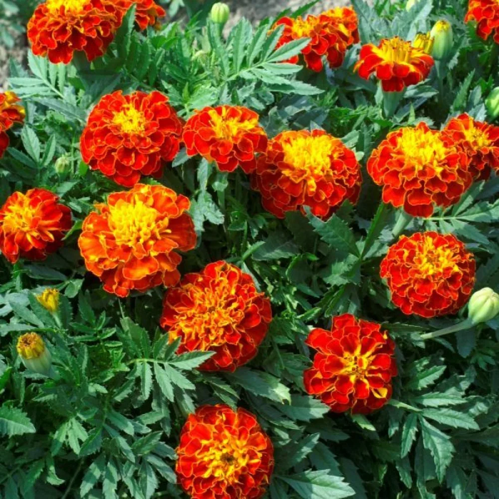 Ruusukesamettikukka 'Red Cherry'
