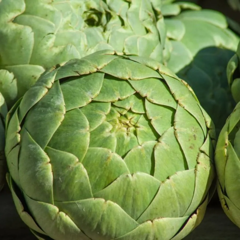 Artisokka 'Gros Vert de Laon'