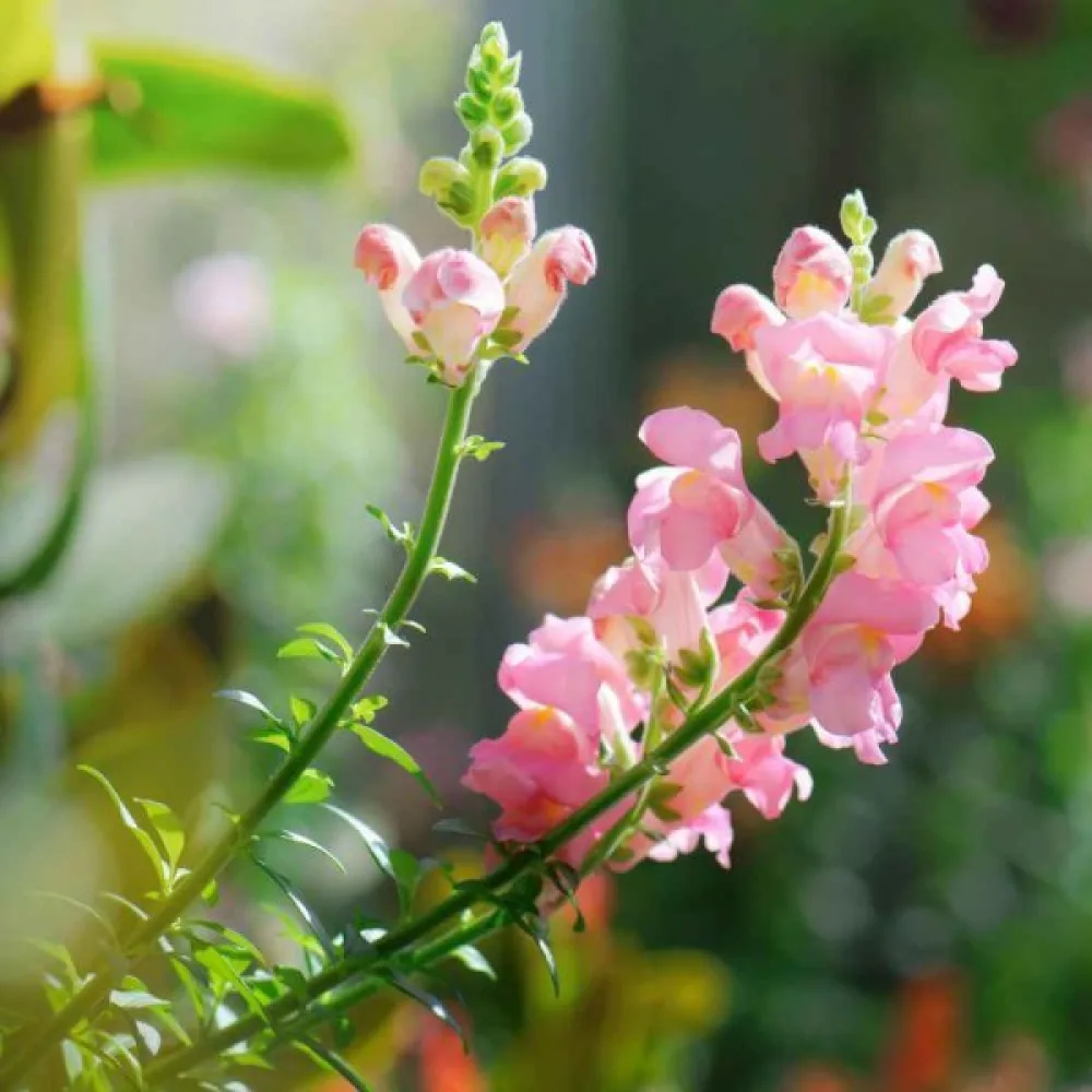 Leijonankita 'Appleblossom'