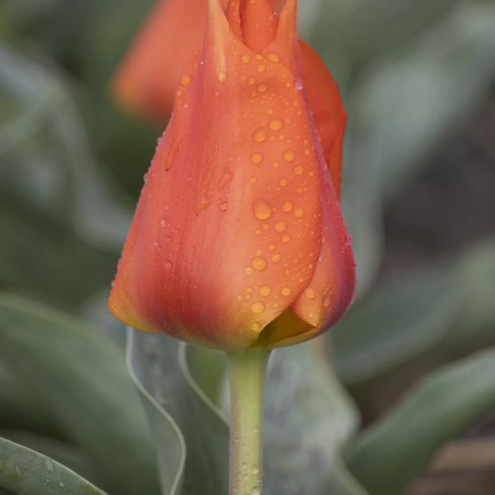 Tulppaani 'Miramare'