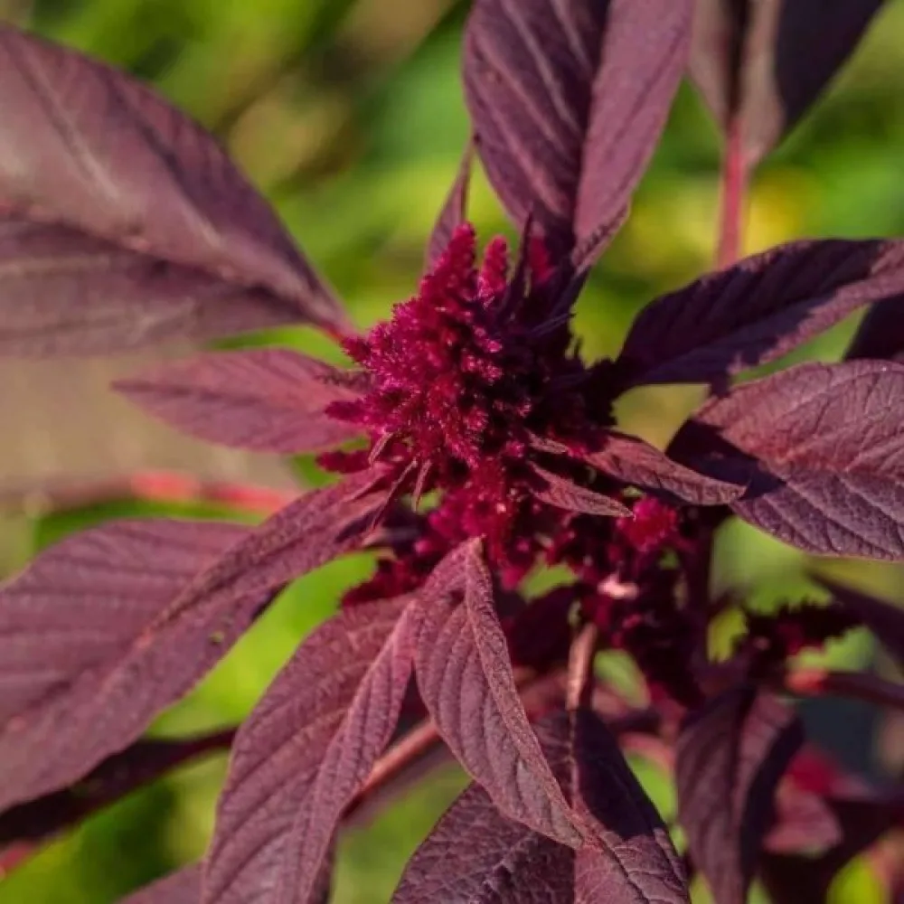 Amarantti 'Red Garnet'