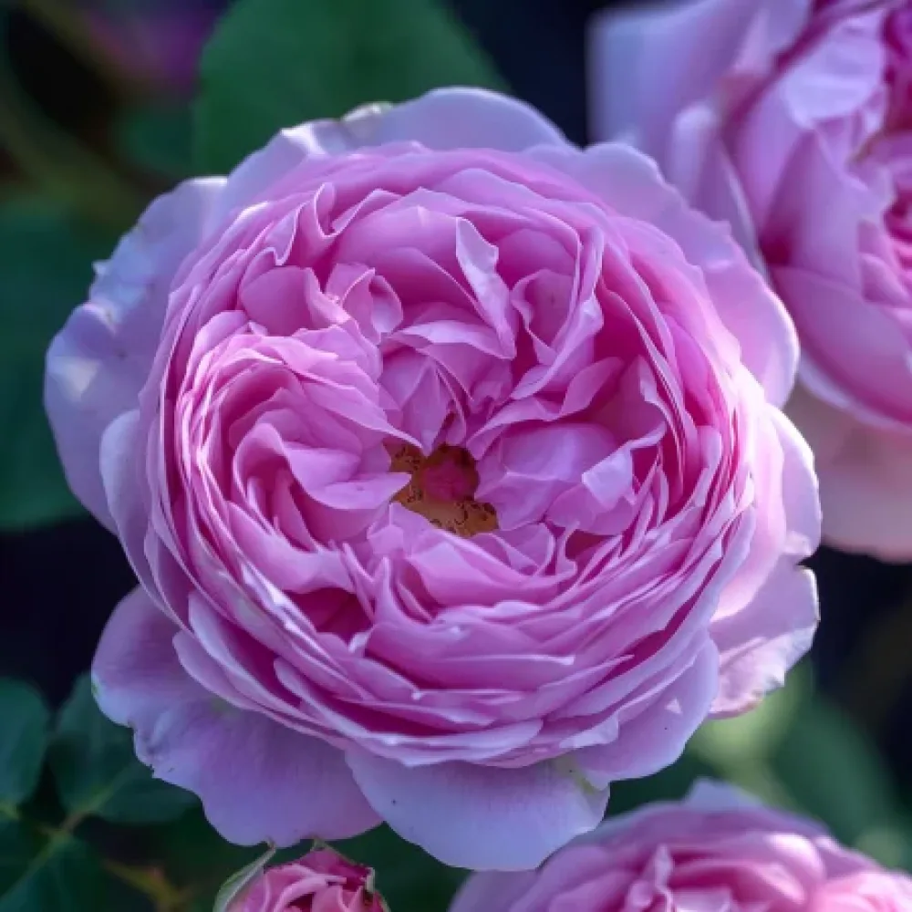 Ruusu 'Pink Magic' – paljasjuurinen