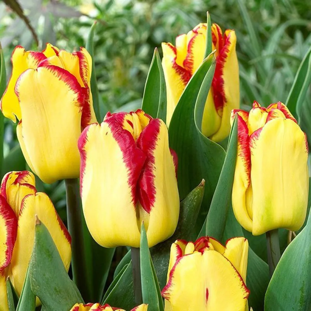 Tulppaani 'Cape town'