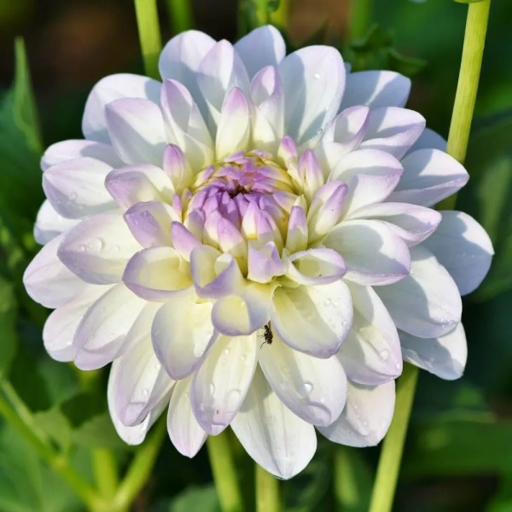 Matala daalia 'Figaro' – sekoitus