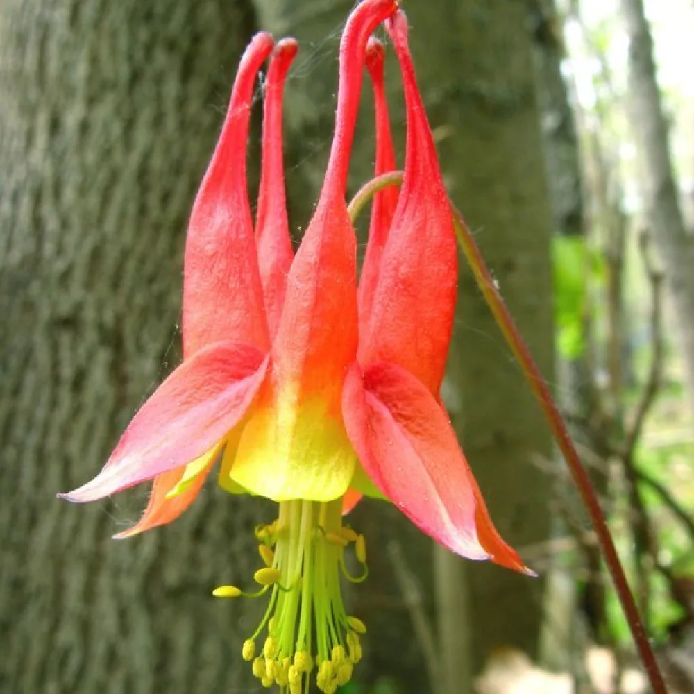 Akileija Aquilegia canadensis – punakeltainen