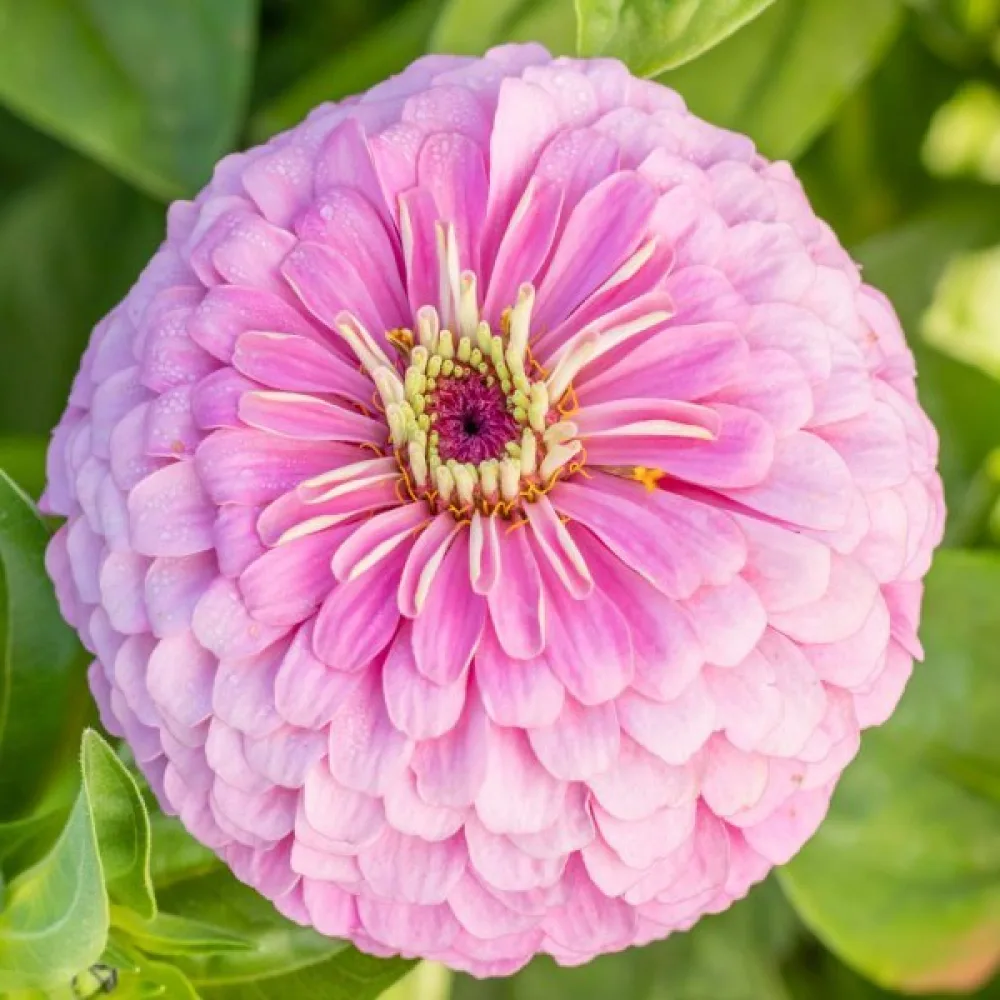 Tsinnia 'Luminosa'
