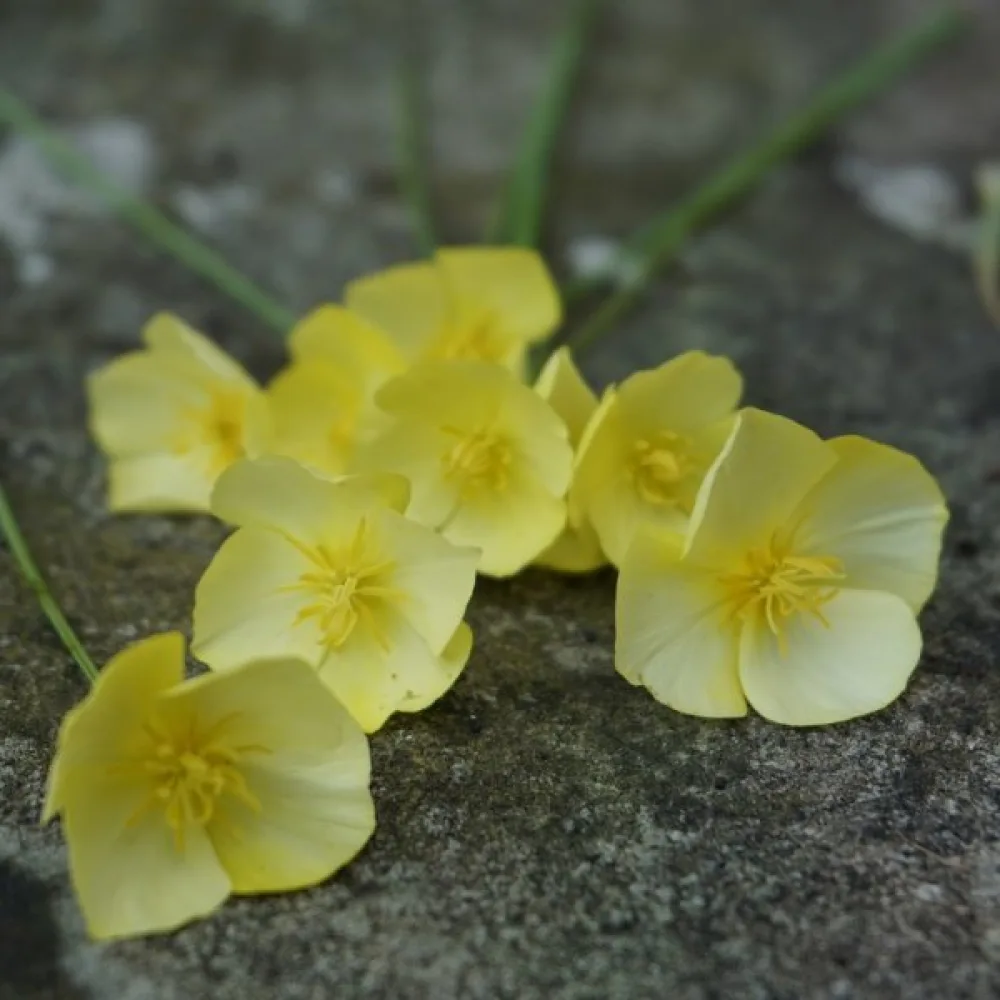 Kaliforniantunikko 'Sandew', sitruunankeltainen