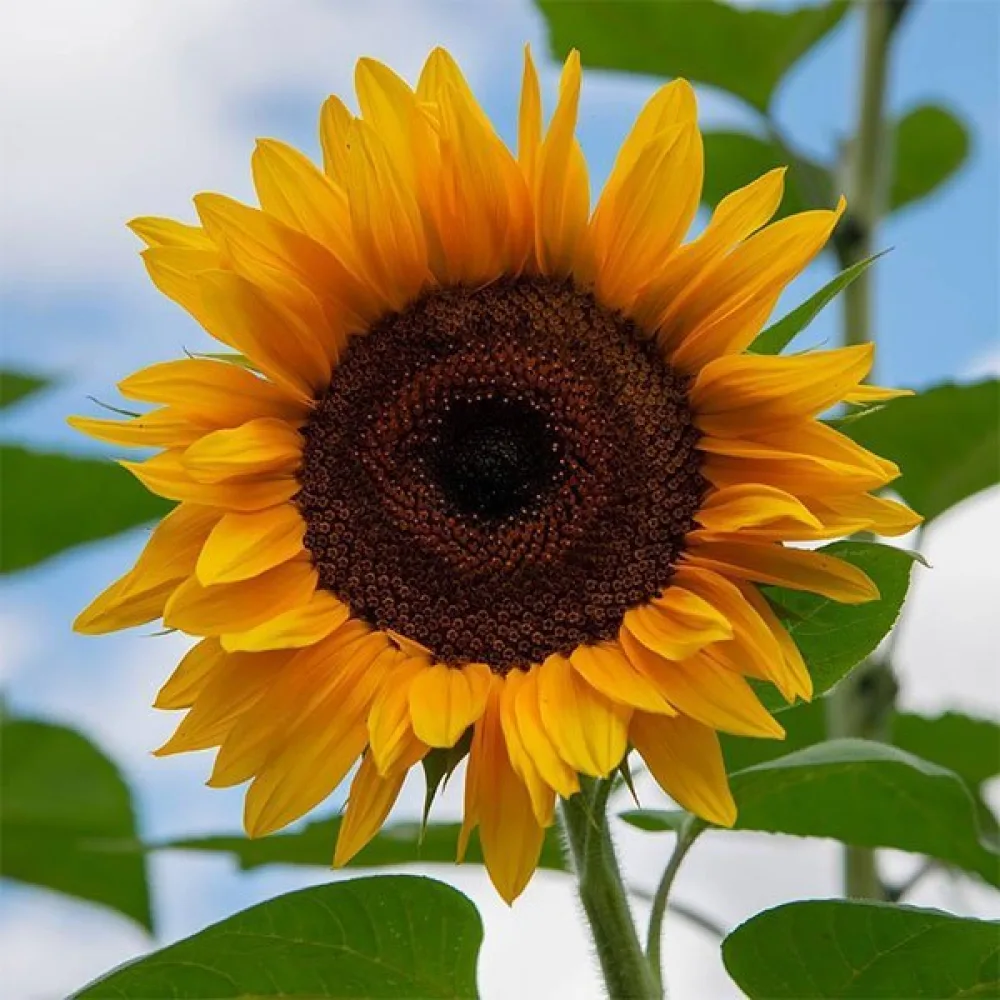 Auringonkukka 'Yellow Giant'
