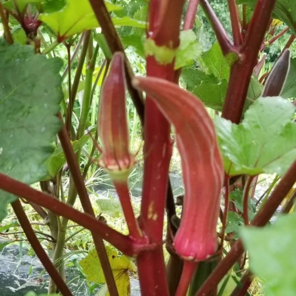 Okra 'Burgundy'