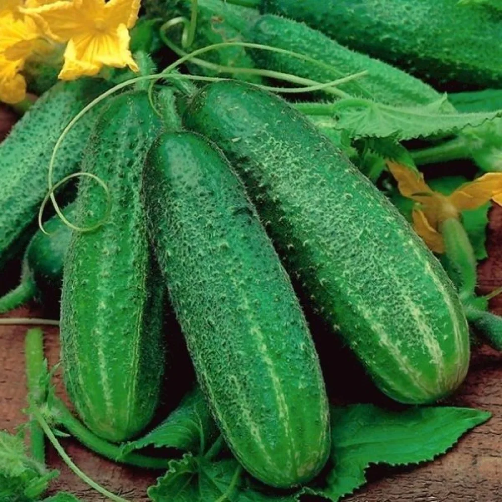 Avomaankurkku 'Eva'