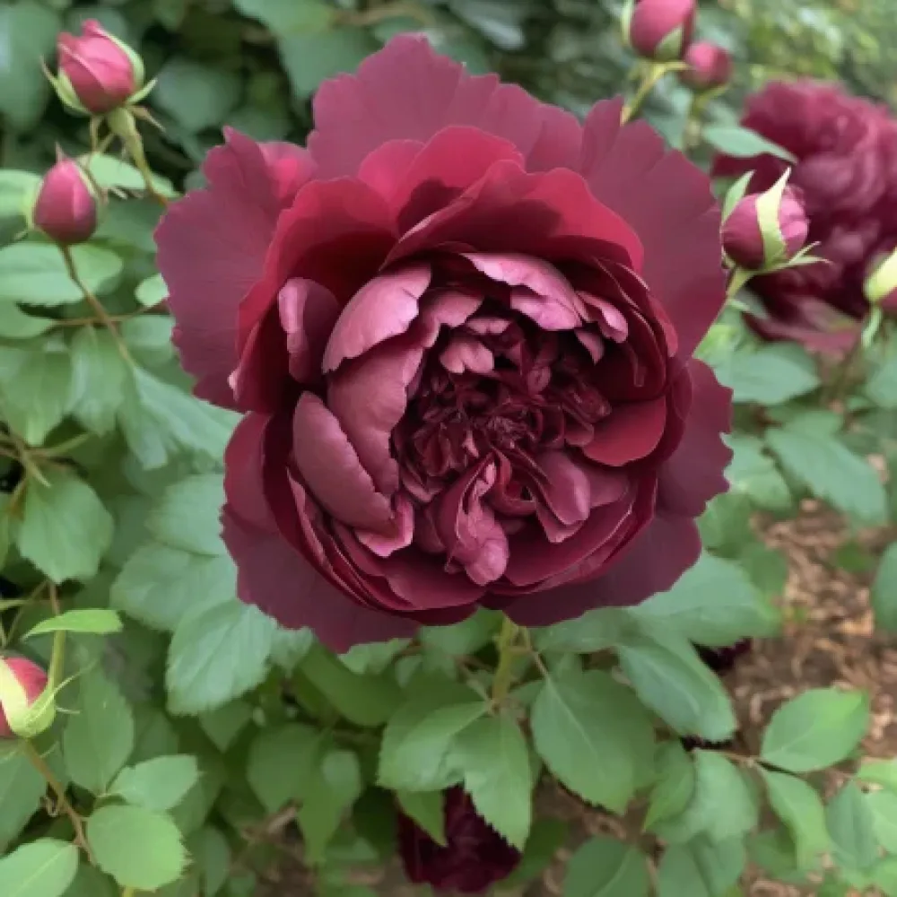 Ruusu 'Dark Ambrosia' – paljasjuurinen