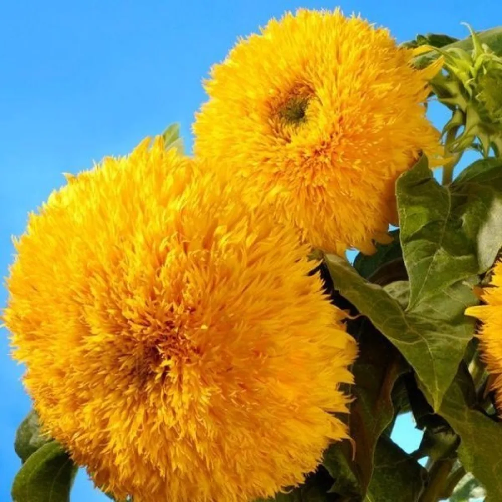 Auringonkukka 'Tall Sungold'
