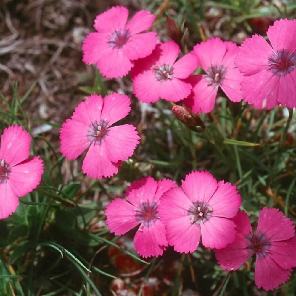 Neilikka Dianthus pavonius – purppuranpunainen