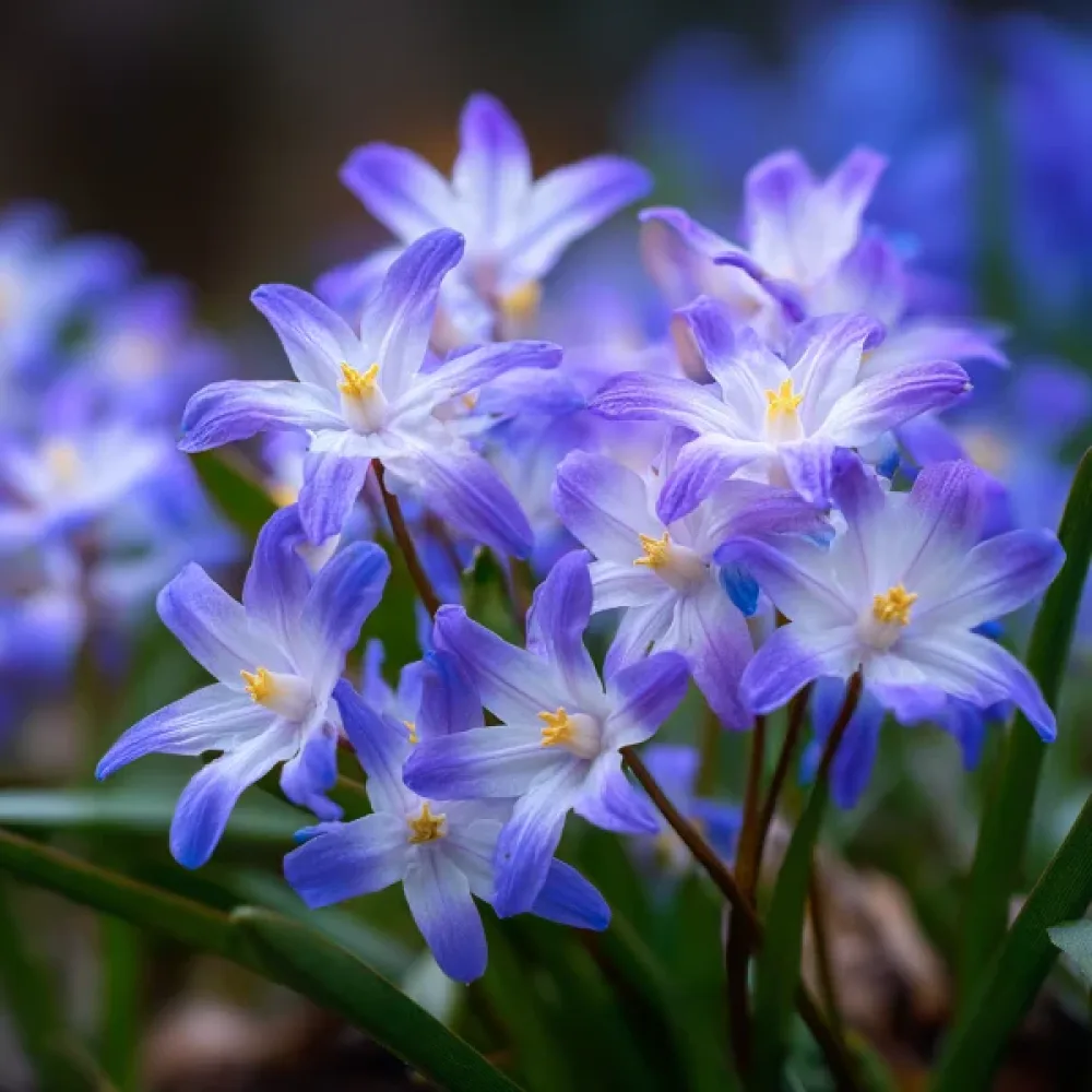 Kirjosinililja Chionodoxa forbesii
