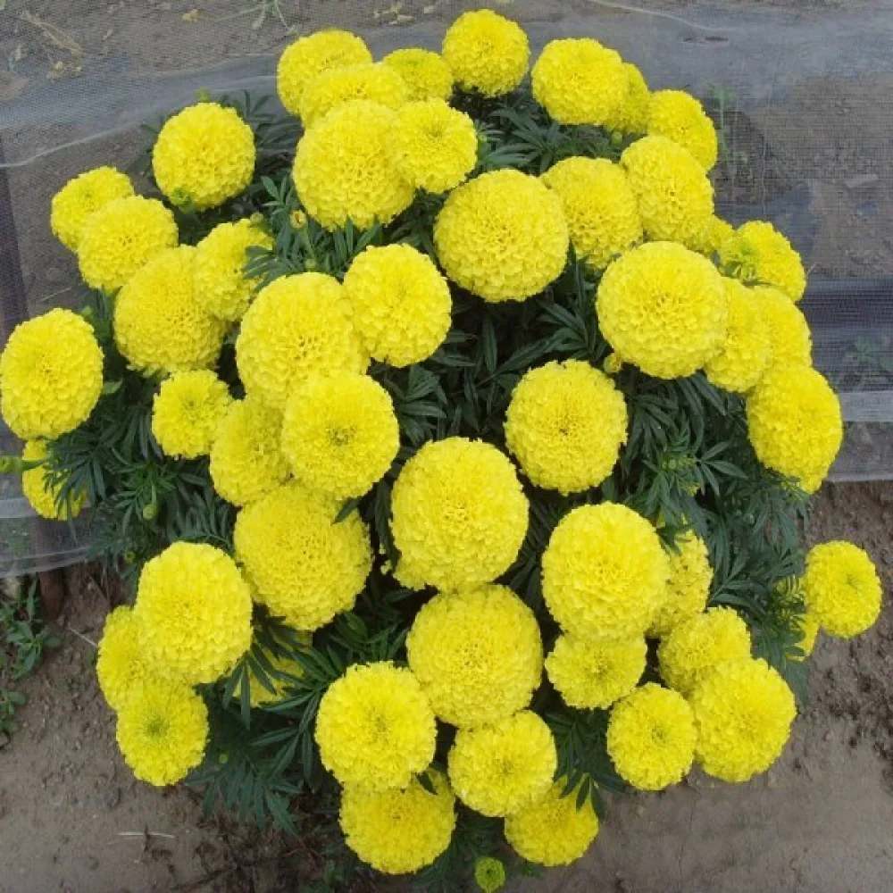 Kookossamettikukka 'Sierra Gold'