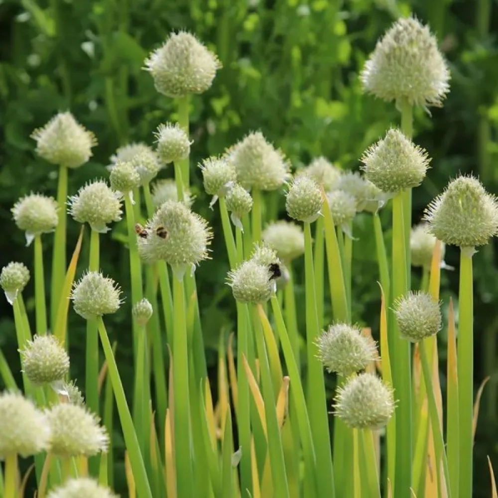 Talvisipuli Allium fistulosum