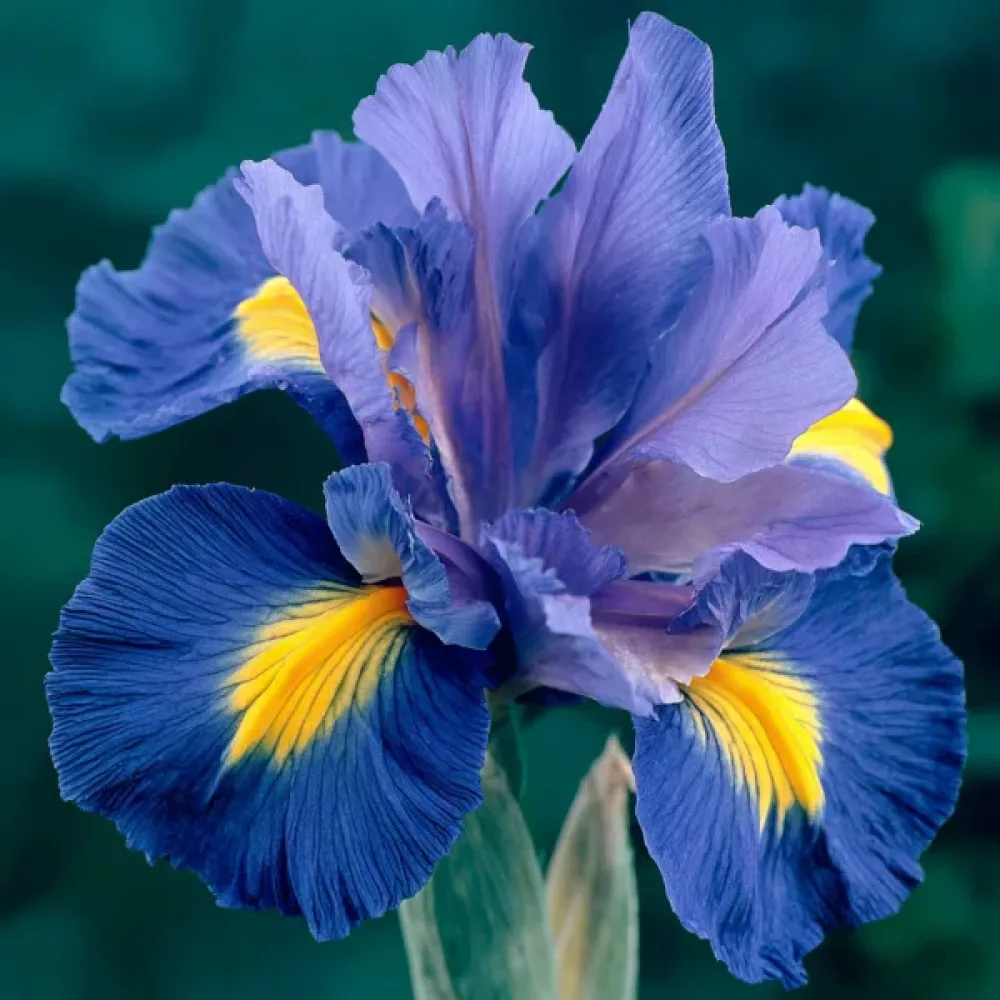 Iiris 'Sapphire Beauty'