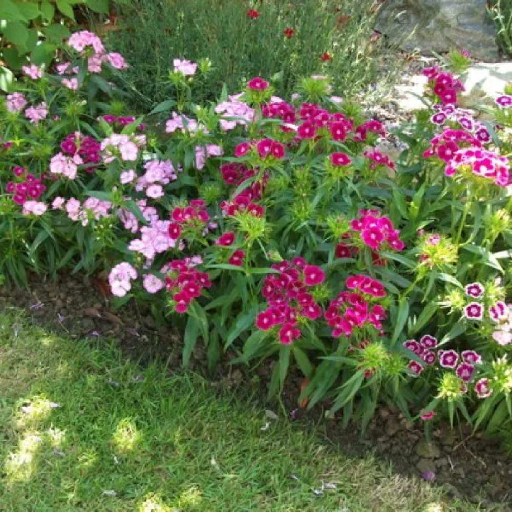 Harjaneilikka 'Pinocchio' – sekoitus