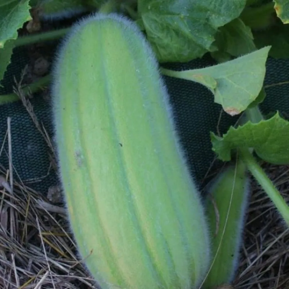 Melonikurkku 'Carosello Barese'