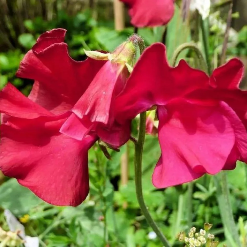 Tuoksuherne Lathyrus odoratus – punainen