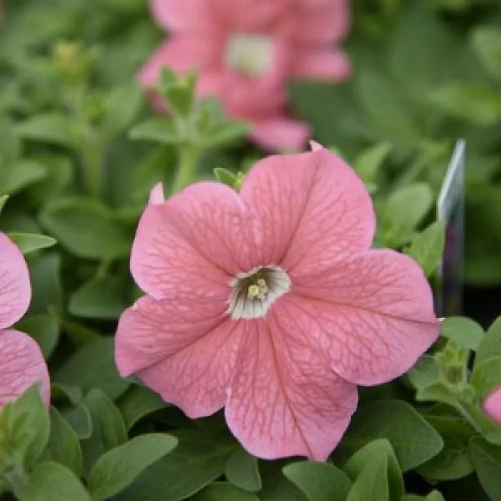 Tarhapetunia 'Salmon'