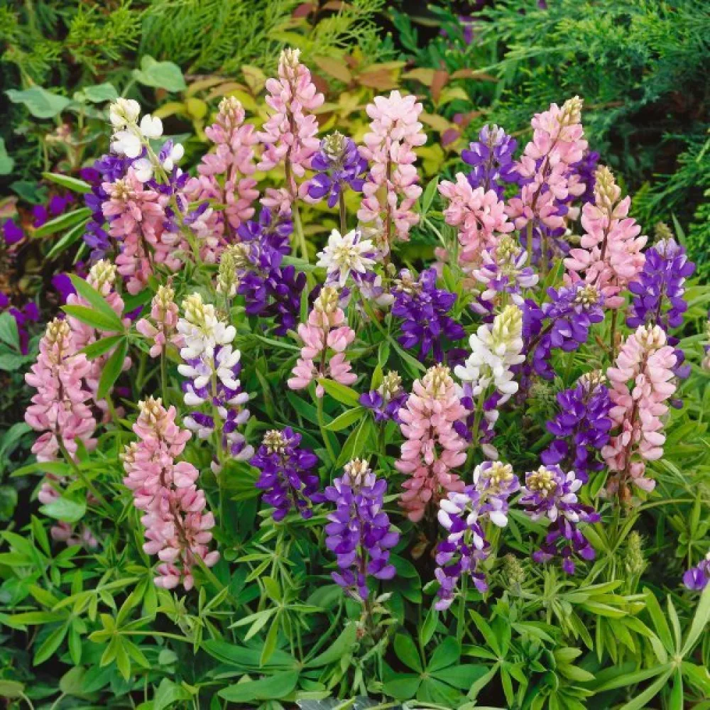 Lupiini 'Pixie Delight' – sekoitus