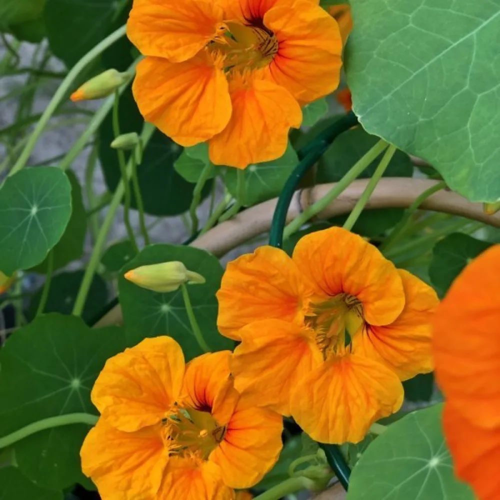 Köynnöskrassi 'Orange Gleam'
