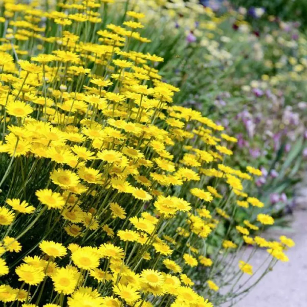 Keltasauramo Anthemis tinctoria