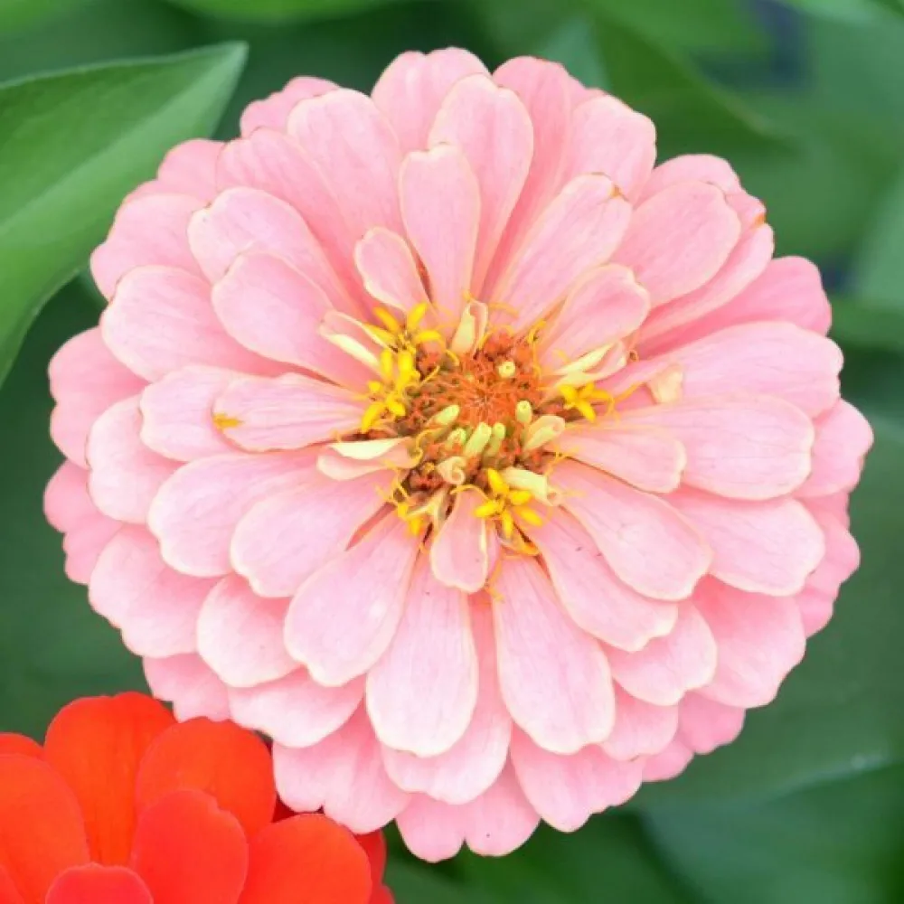 Tsinnia 'Exquisite'