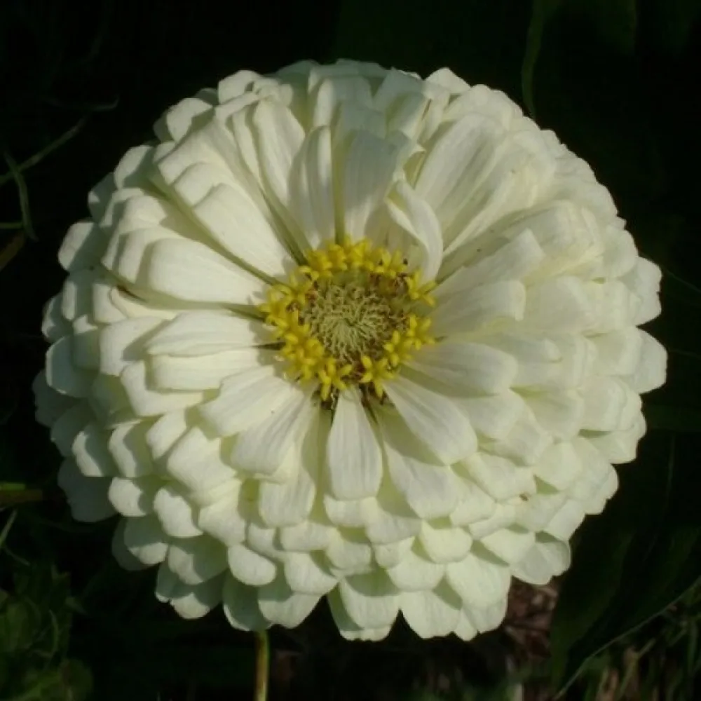 Tsinnia 'Super Yoga White'