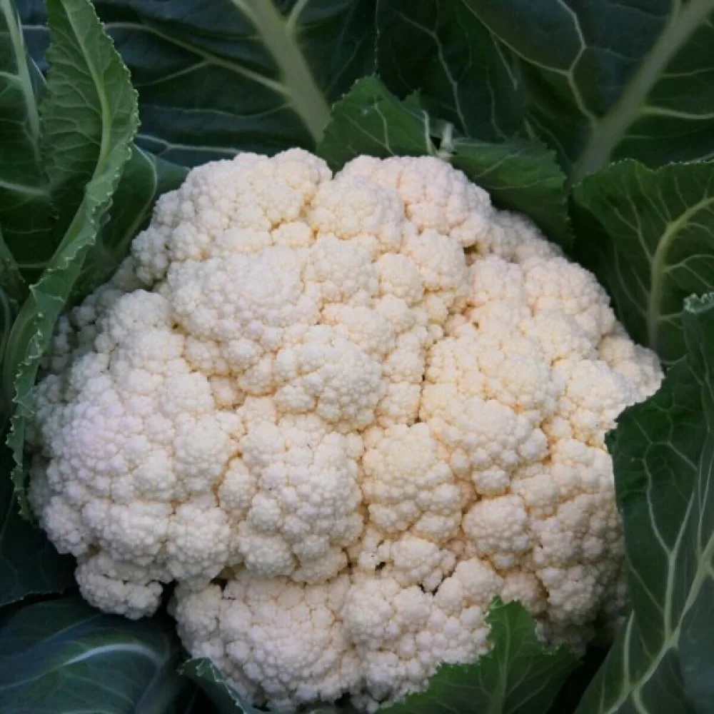 Kukkakaali 'Igloo'