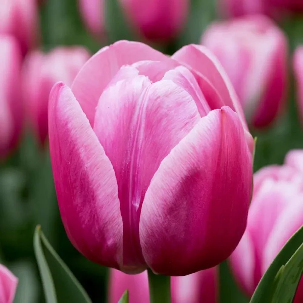 Tulppaani 'Royal Ten'