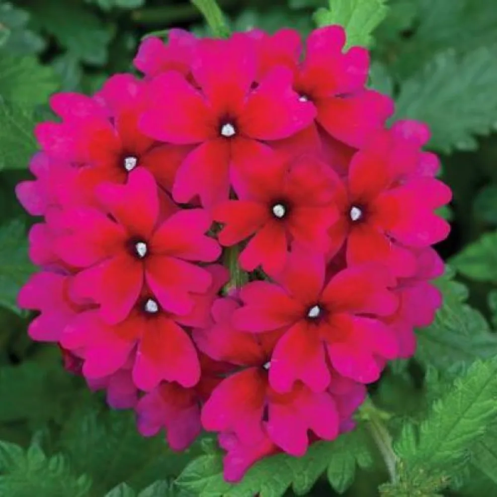 Tarhaverbena, magenta