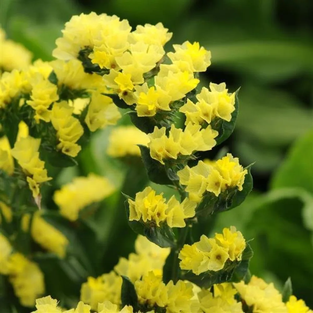 Limonium sinuatum – syvänkeltainen