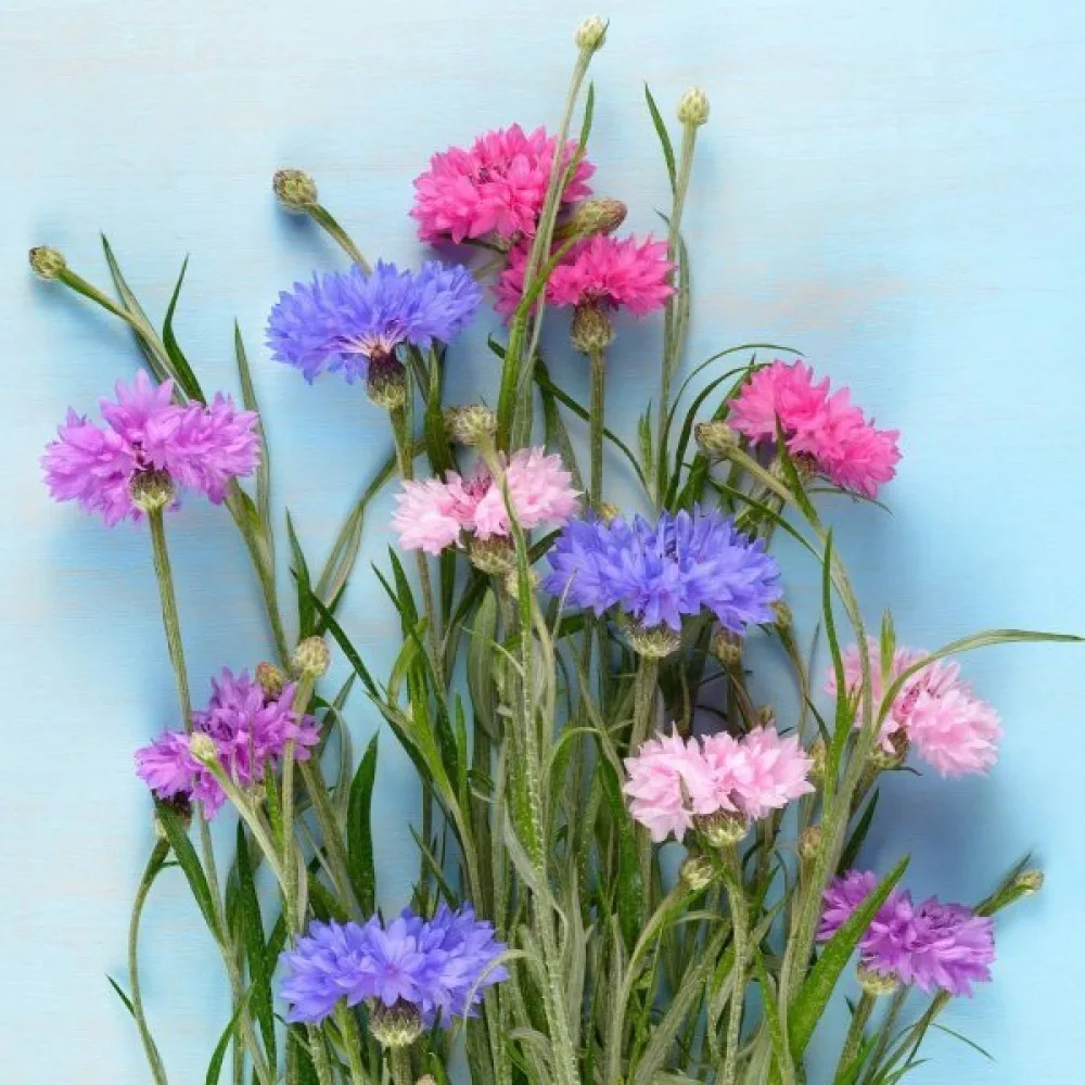 Ruiskaunokki 'Polka Dot', sekoitus