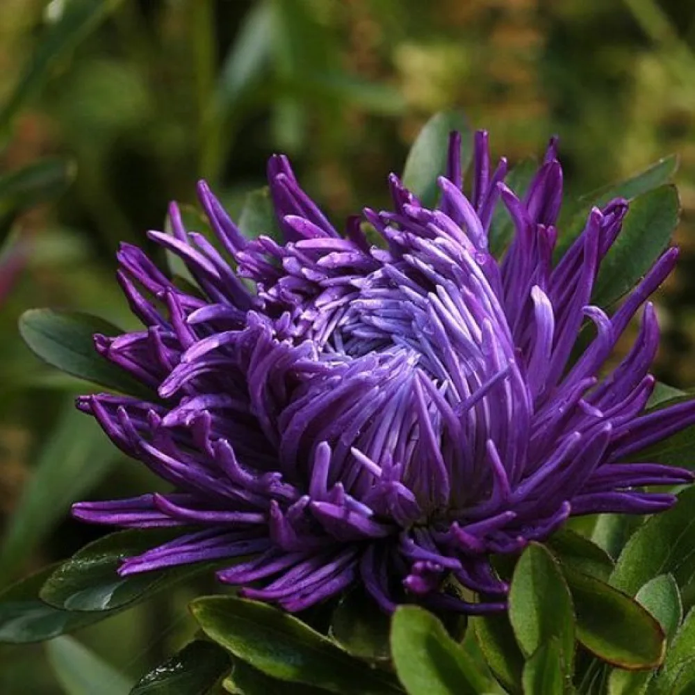 Kesäasteri 'Krallen' violetti