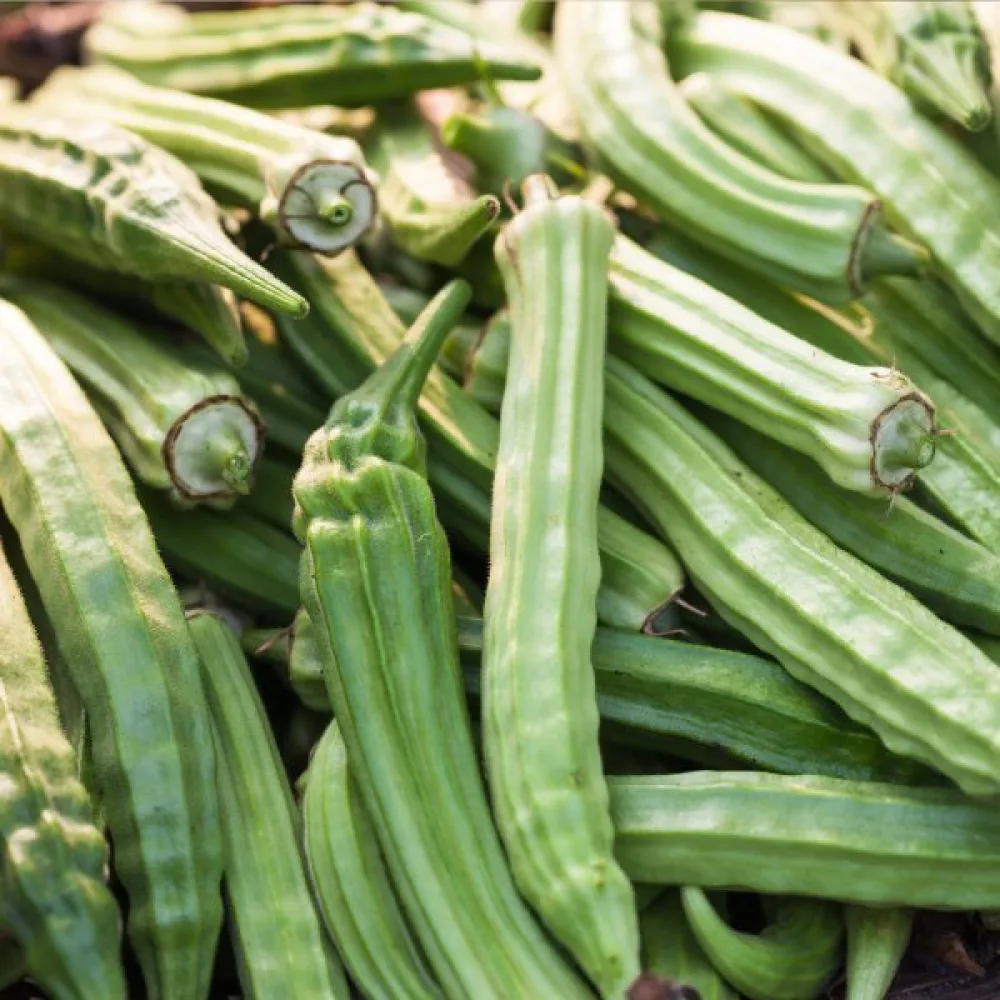 Okra 'Emerald'