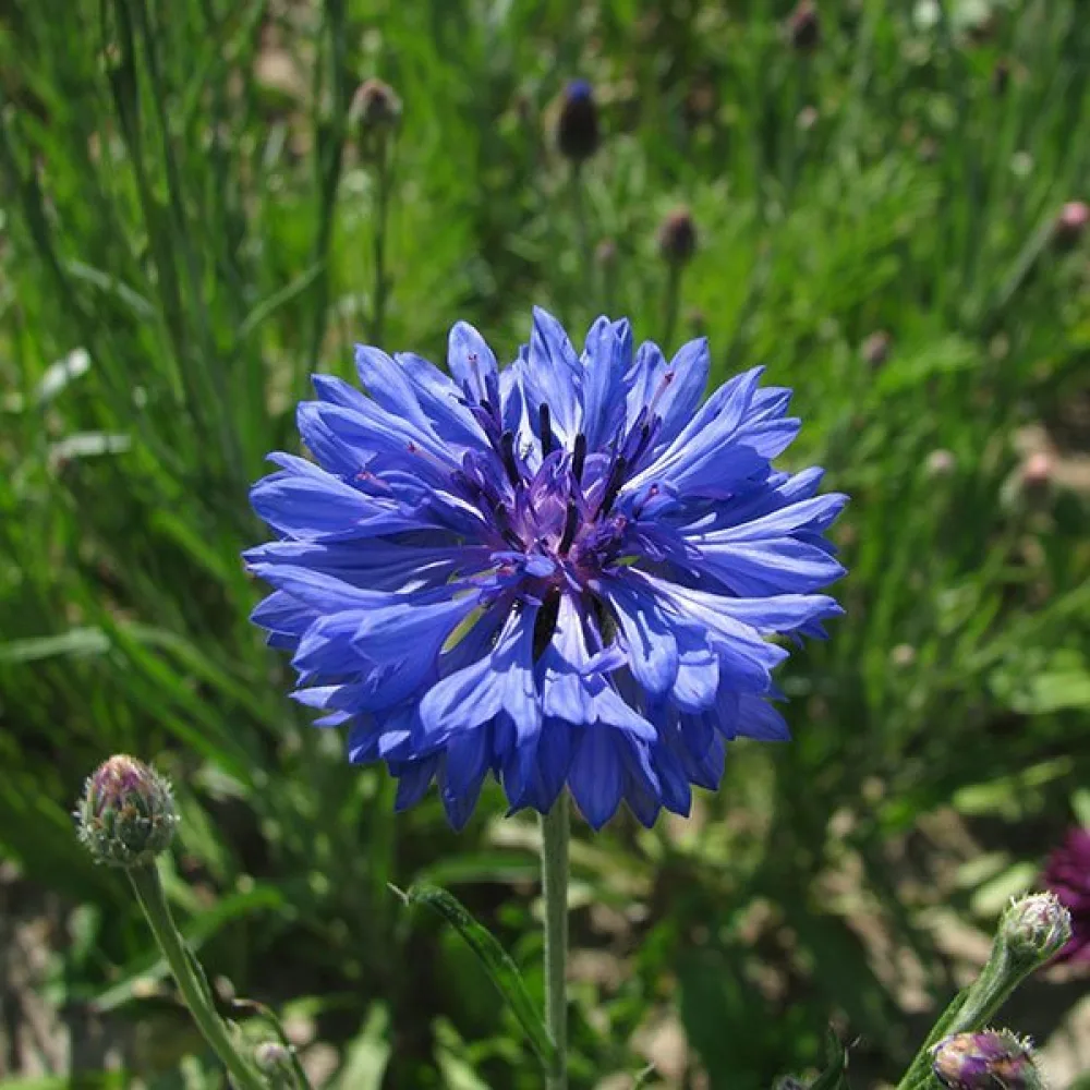 Ruiskaunokki Centaurea cyanus, luonnonmuoto, sininen