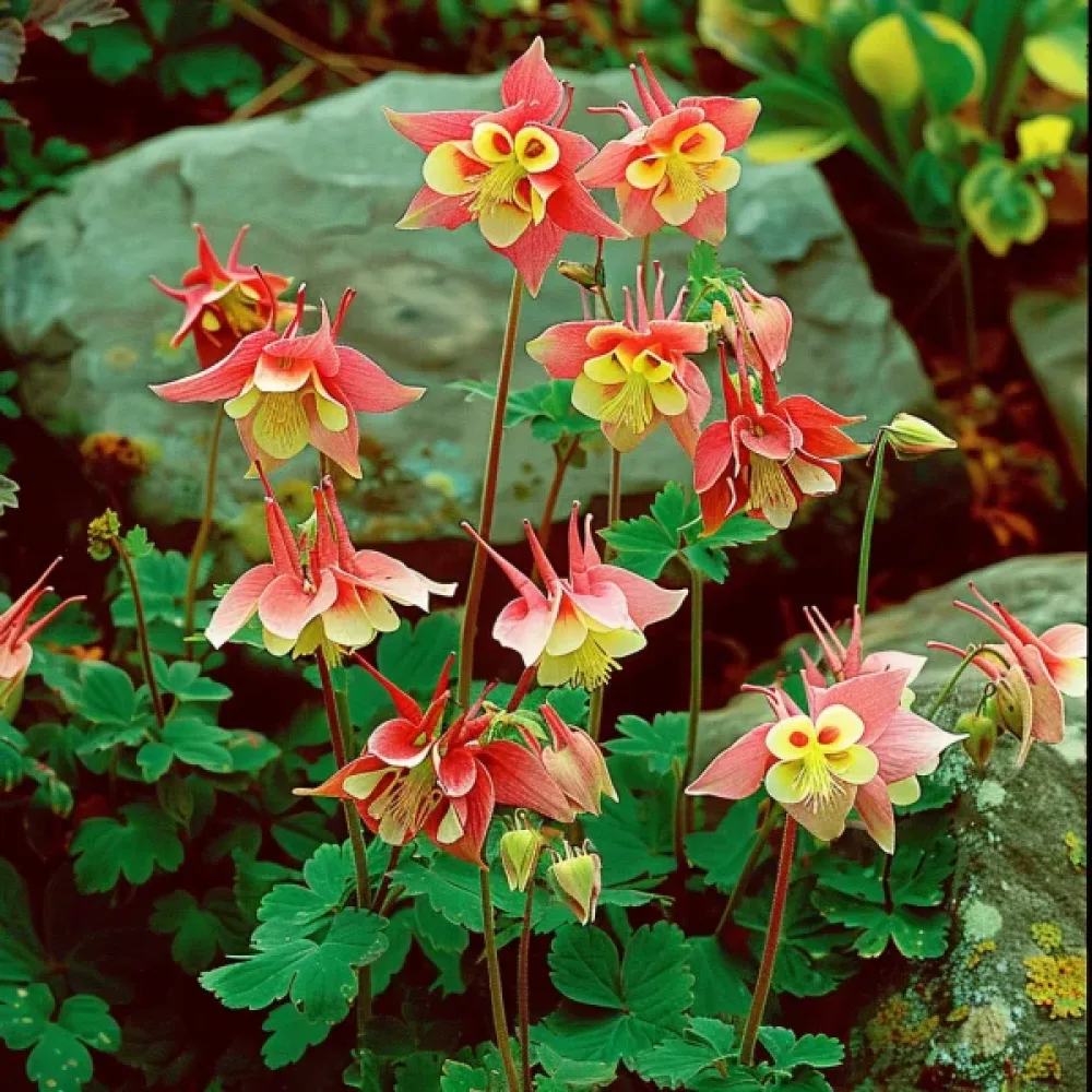 Akileija 'Koralle'