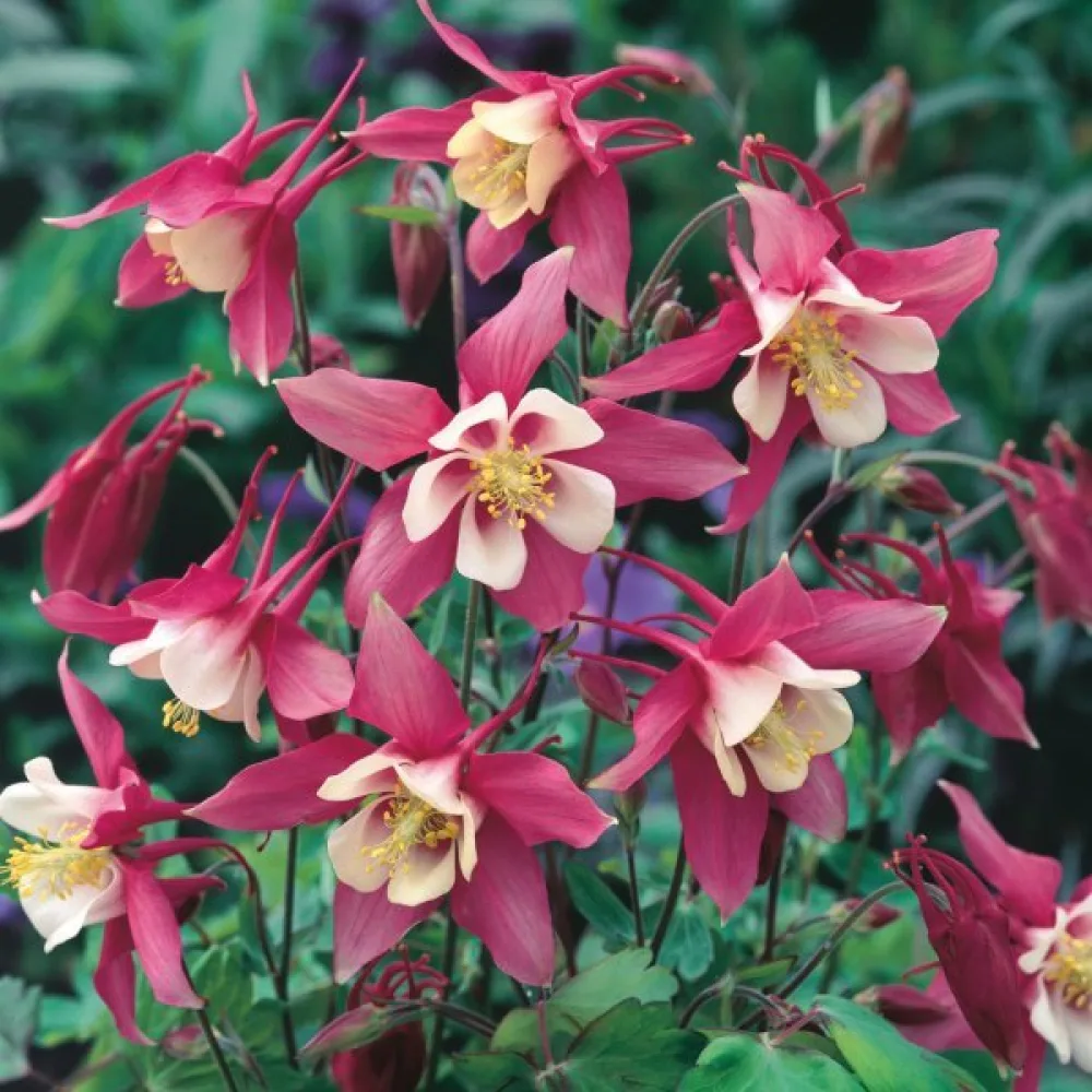 Akileija 'Rose Queen'