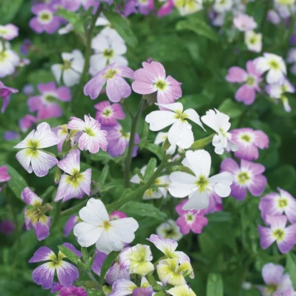 Malkolmia Malcolmia maritima, sekoitus
