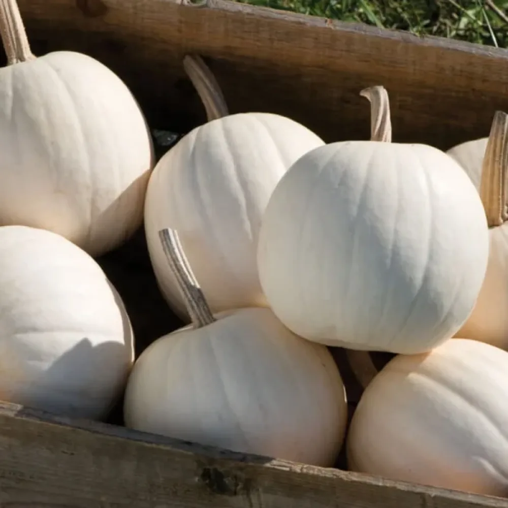 Minikurpitsa 'Ball White'