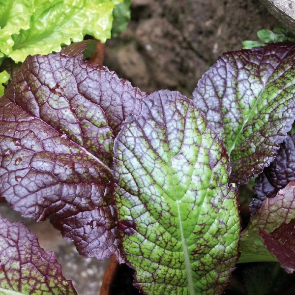 Sareptansinappi 'Red Giant' versoiksi