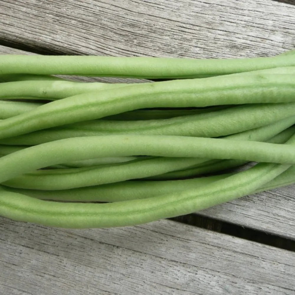 Kuivapapu 'Augusta'