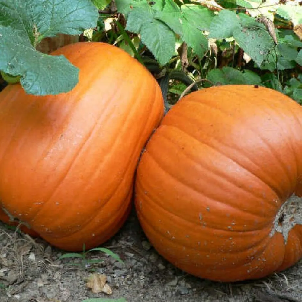Kurpitsa 'Howden' 6–11 kg