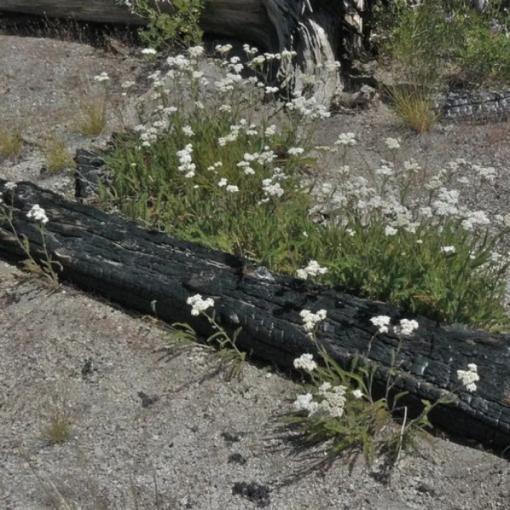 Siankärsämö – mikroversoiksi