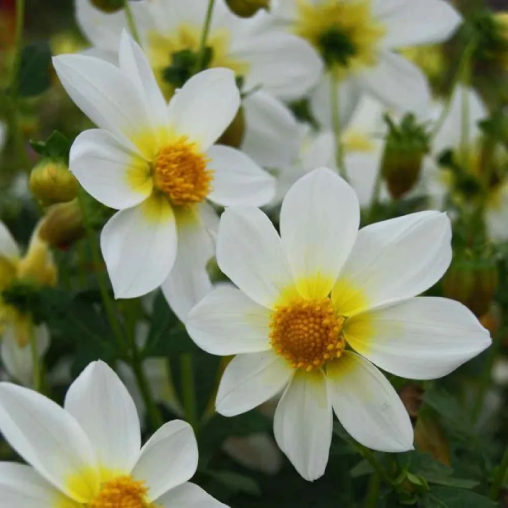 Matala daalia 'Mignon White Shades'