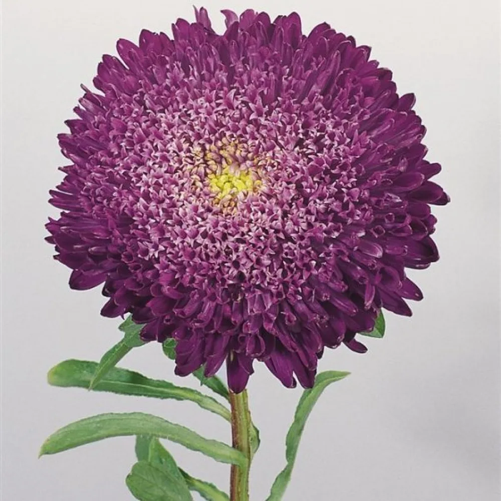 Kesäasteri 'Princess' – violetti