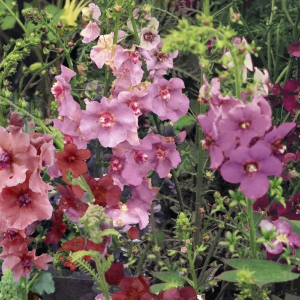 Purppuratulikukka (sekoitus)